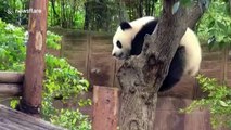 Panda bites zoo keeper's hair