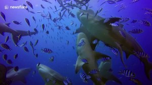 This is what diving with dozens of bull sharks looks like