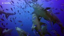 This is what diving with dozens of bull sharks looks like