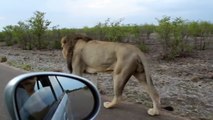 Rouler en voiture à côté d'un Lion.. LES FOUS