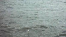 rio