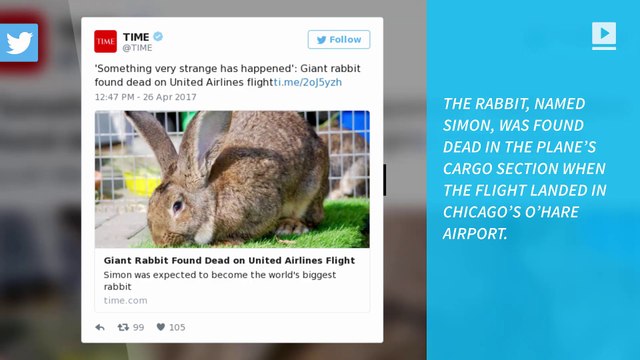 Giant bunny dies aboard United Airlines flight