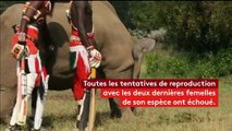 Rhinocéros cherche partenaire sur Tinder