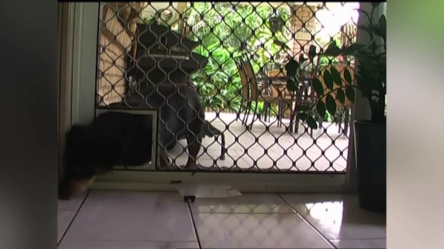 Funniest Animal Reactions, Bloopers & Moments November 2016 Weekly Compilation _ Funny Pet Videos