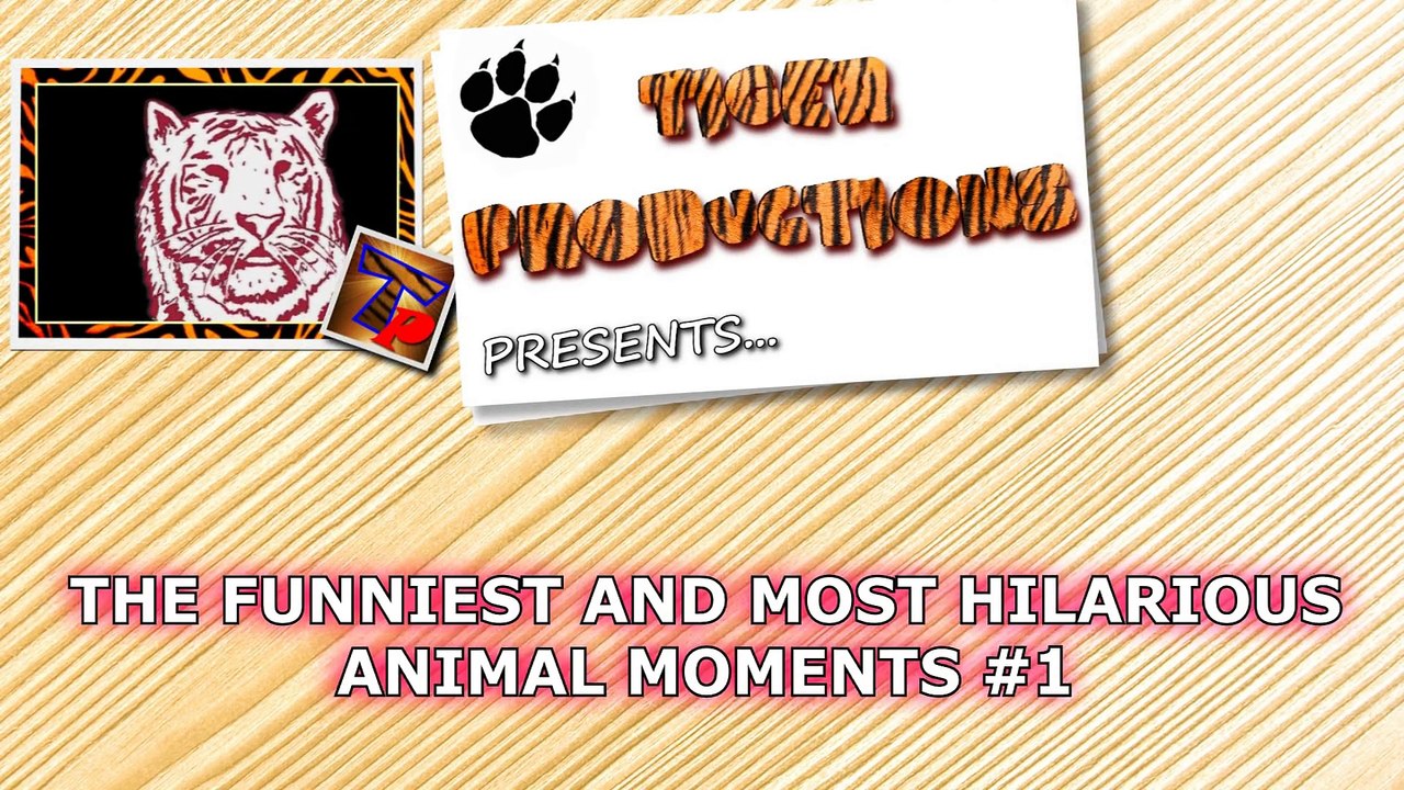 The funniest and most hilarious ANIMAL videos #1 - Funny animal compilation - Watch & laugh!