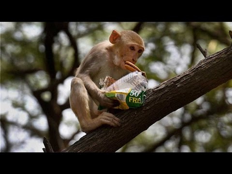 Monkey fever claims one life in Goa, State government starts vaccination