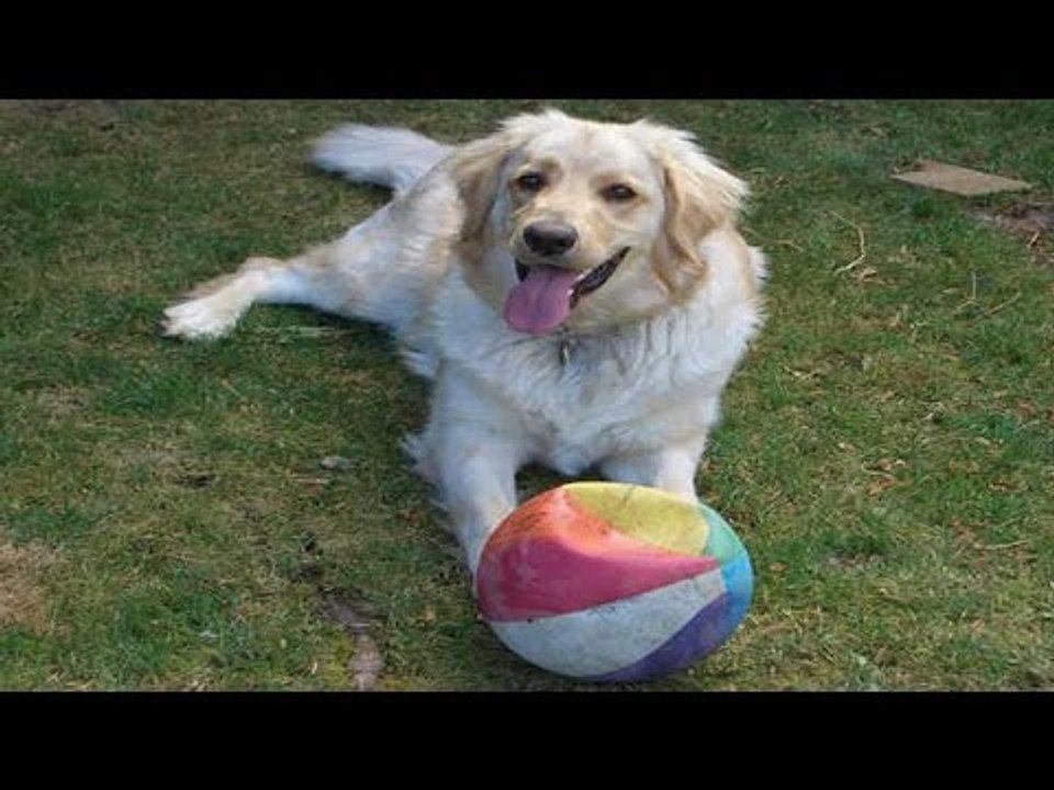 Dog yoga creates world record, 270 dogs performs yoga in Hong Kong