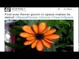First Flower blooms in space , NASA astronaut shares the picture