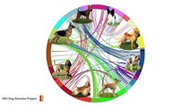 Researchers Trace The Migration Patterns And Evolution Of Dog Breeds