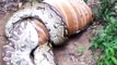 Huge Snake Python Eating A Deer