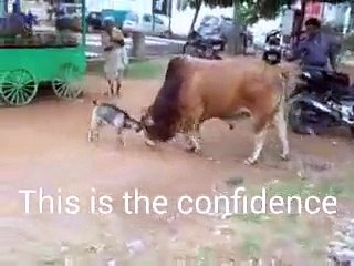 Goat Beats Bull - This is Awesome (Never Give Up!!)