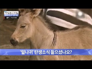 엄마는 얼룩말, 아빠는 당나귀! [광화문의 아침] 346회 20161028