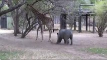 zürafa rahat durmayan gergedana basıyor tekmeyi