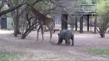 zürafa rahat durmayan gergedana basıyor tekmeyi