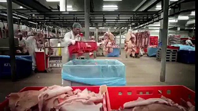 Domuzdan Nasıl Şeker Yapılıyor İzleyin Görün!!