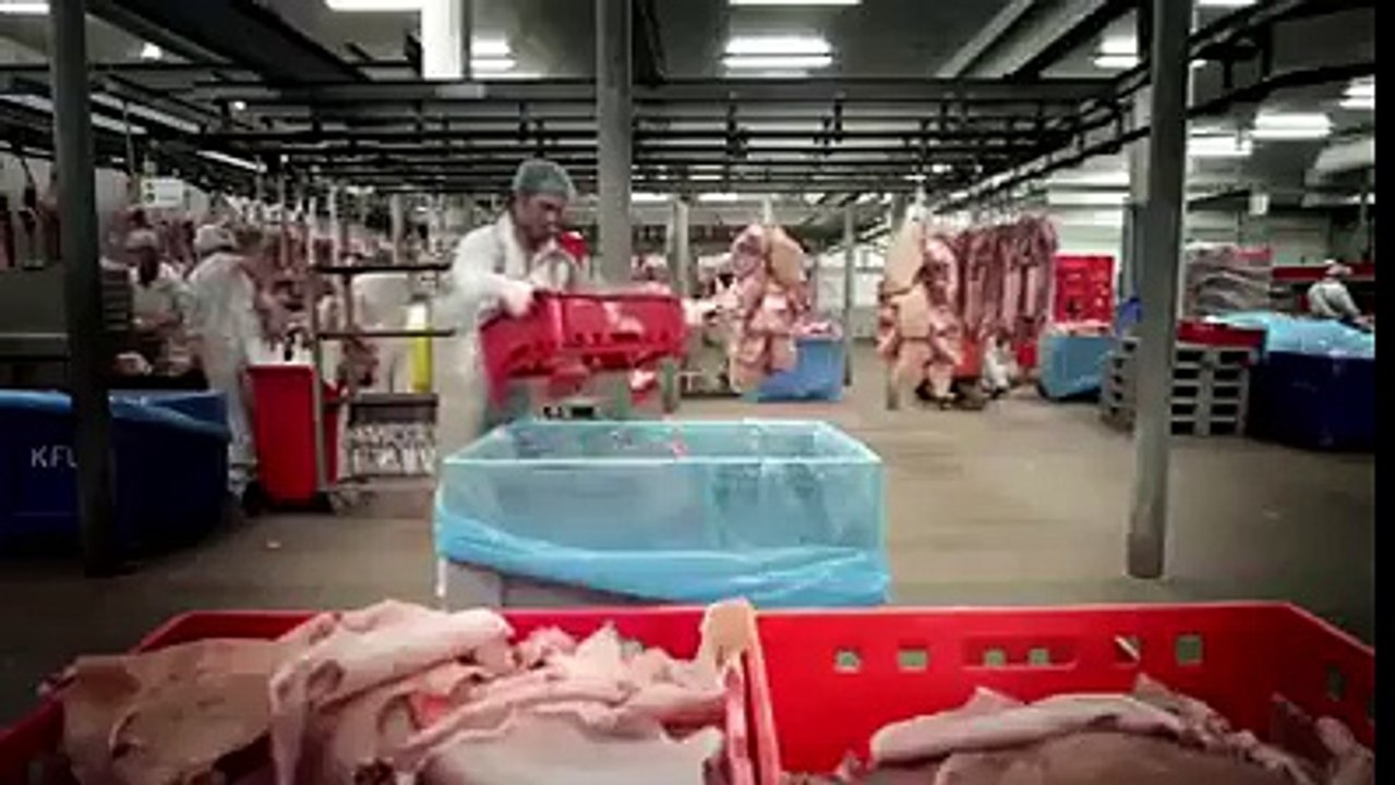 Domuzdan Nasıl Şeker Yapılıyor İzleyin Görün!!