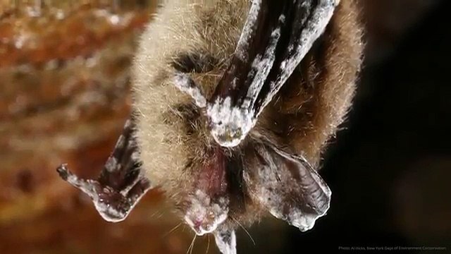 Duke Energy Foundation Awards $50,000 to Battle White-Nose Syndrome in Bats | Duke Energy