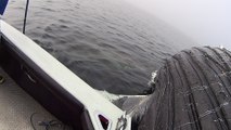 Great White Shark Feeds on Humpback Whale