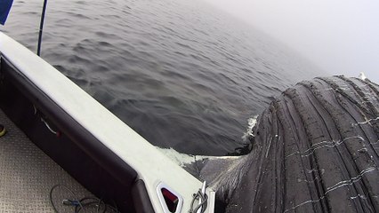 Great White Shark Feeds on Humpback Whale