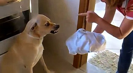ver vídeos engraçados - Cachorro Levando bronca Da - 480P