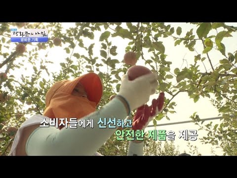 장성 사과의 품질을 위한 농민들의 노력! [광화문의 아침] 343회 20161025