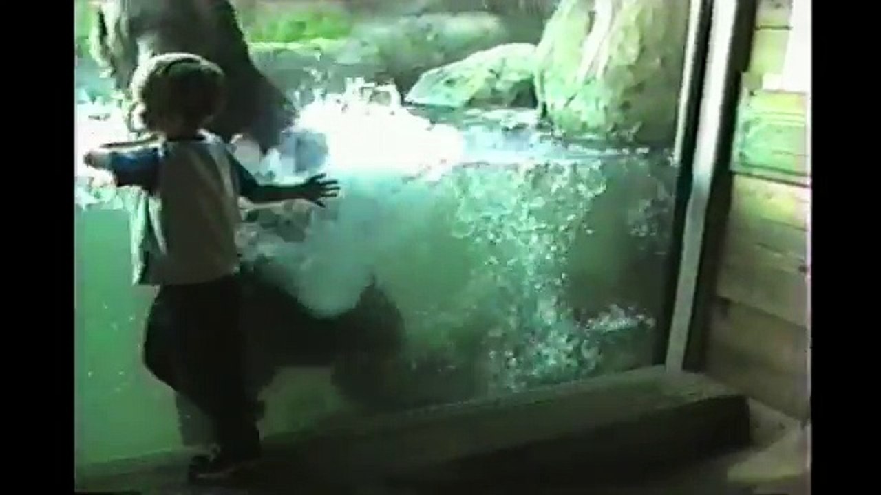 Kids At The Zoo Compilation