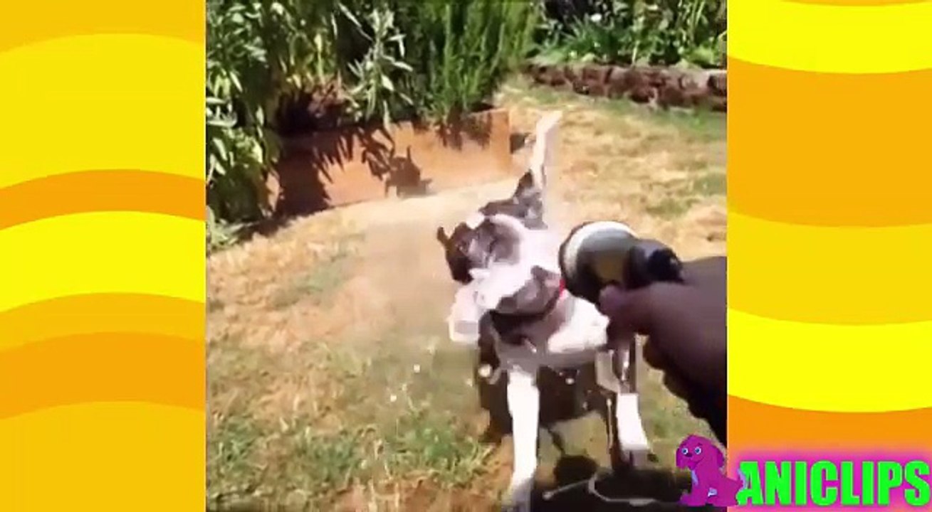 Funny Dogs