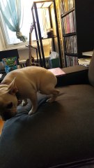 French Bulldog's Guilty Face