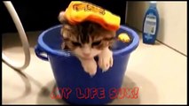 Cute Funny Cats Compilation Love Kittens Funny Cat Videos!