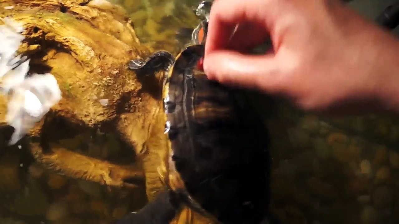 the turtles