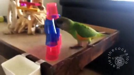 Cockatoo Keeps a Watchful Eye on Baby Brother