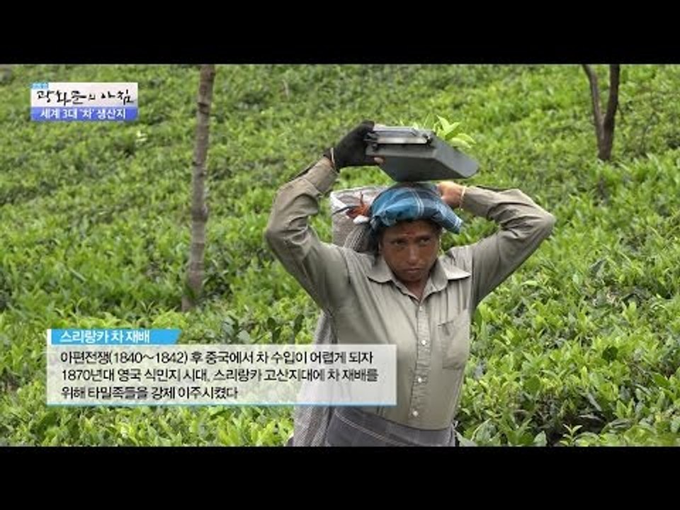 세계 최고 홍차, 스리랑카 노동자들의 실상! [광화문의 아침] 341회 20161021