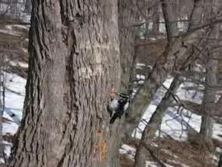 Pic épeichette parc Mont-Royal