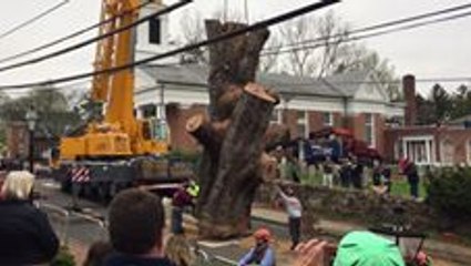 Spectators Cheer and Clap for Smooth Removal of 'George Washington Tree'