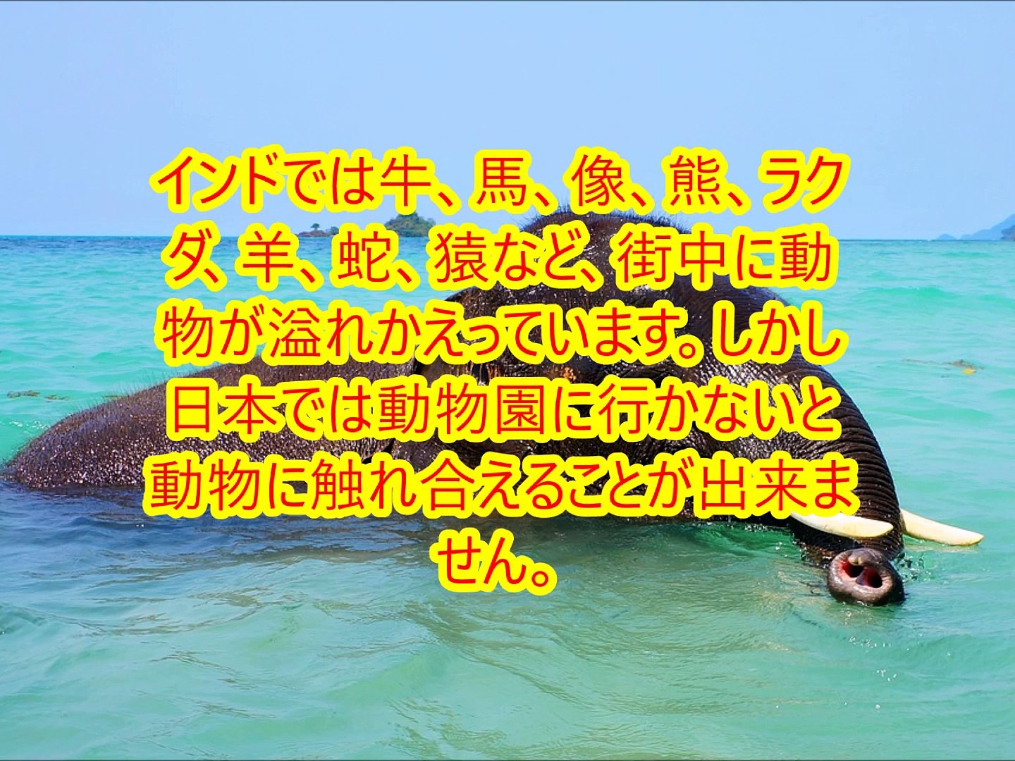 海外の反応 日本在住のインド人が日本とインドの生活面と文化の違いを語る 高速鉄道がない、食生活の違い、など色々あるようです わかば