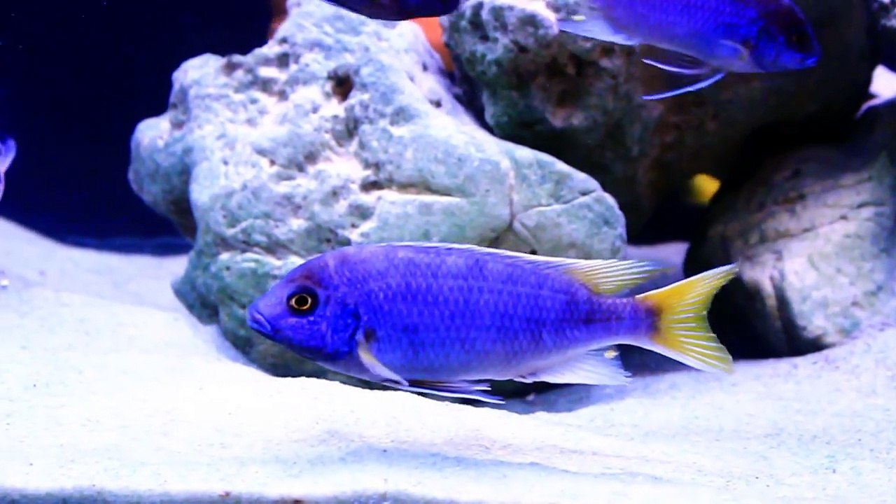 PSEUDOTROPHEUS ACEI YELLOW TAIL AFRICAN CICHLID-A7LCktbopKQ