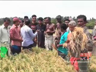 দক্ষিণাঞ্চলের ৫ জেলার ধানে দেখা দিলো ‘ব্লাস্ট’