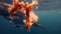 Lo squalo si avvicina troppo, cameraman riprende l’interno spaventoso delle sue fauci