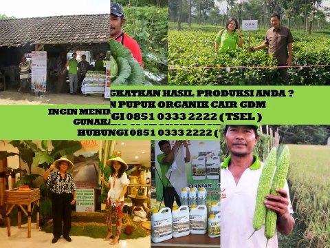 TELP. 0851 0333 2222 (TSEL) Obat Tanaman Semangka
