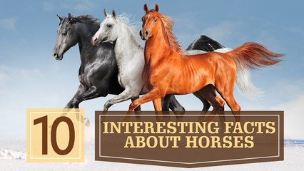 10 Interesting Facts about Horses