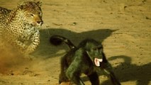 Leopard kills baboon!Leopard Kills Baboon || Leopard Hunts Impala || Leopard Kills Cheetah