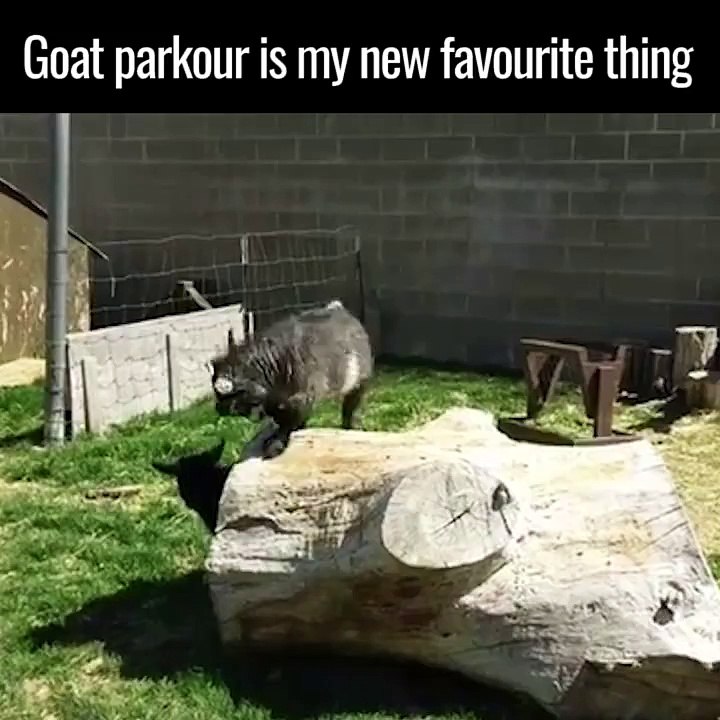 The naughty lambs and goats creating fun with each other