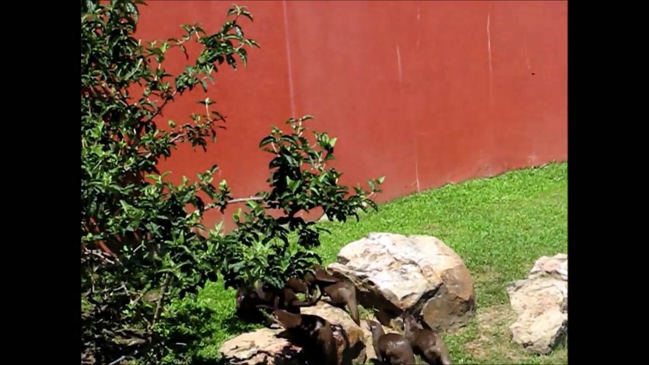 Des loutres remarquent un papillon pour la première fois, et leur réaction m’a fait pleurer de rire... Hahahaha !!