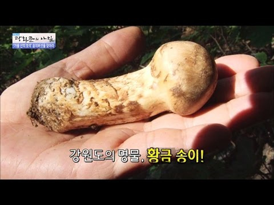 주량을 세 배로 만들어주는 양양 황금 송이! [광화문의 아침] 339회 20161019