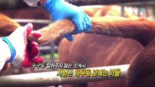 [극한직업/ExtremeJOB] - 가축 방역사 1부_#1