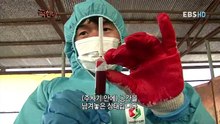 [극한직업/ExtremeJOB] - 가축 방역사 1부_#2