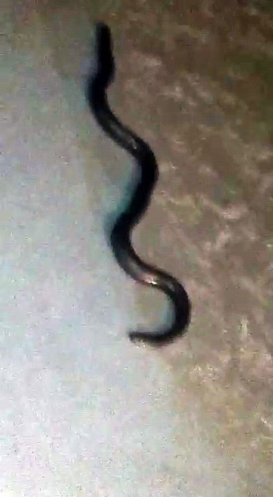 dancing snake