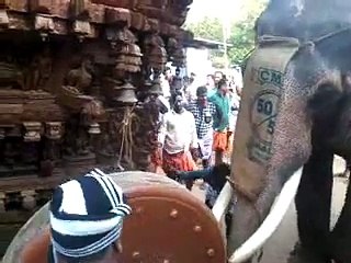 elephant attack caught on camera