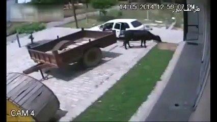 سرقة بقرة بطريقة احترافية
