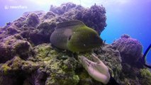 Even moray eels like a good cuddle